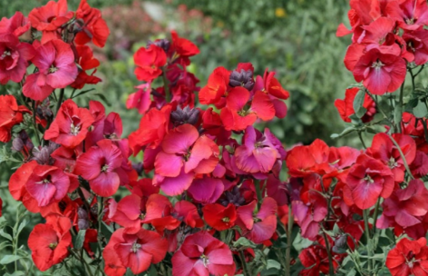 Wallflower Live Plant - 1-3 Inch Tall Erysimum ‘Winter Passion’ Flowering Perennial for Garden or Container Planting
