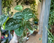 Silver Pothos Cuttings - 4 Node Cuttings for Propagation - Scindapsus Pictus 'Argyraeus' - Indoor Trailing Houseplant