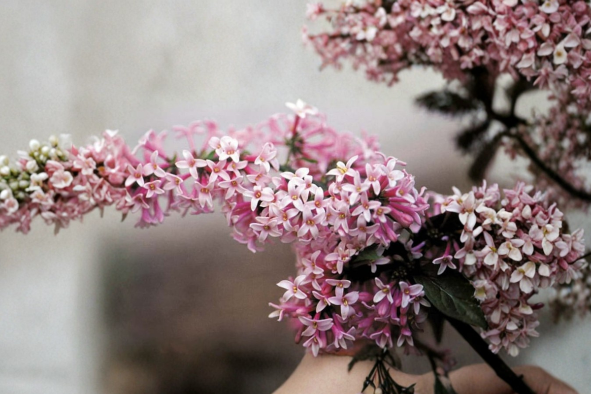 Miss Canada Lilac Live Plant 2 Gallon Pot - Syringa × prestoniae Pink Flowering Cold Hardy Shrub for Hedges & Borders