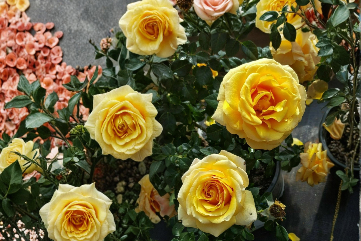 Gold Glow Rose Plant 1 Gal - Bright Yellow Hybrid Tea Rose Bush - Fragrant Flowering Plant for Garden Landscape