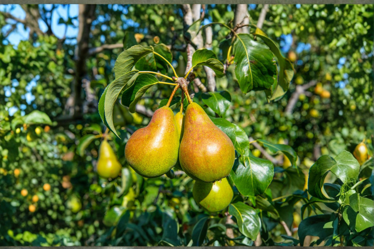 Magness Pear Tree 4-6 Ft Live Fruit Tree, Sweet Dessert Pear Plant for Home Garden, Pyrus communis