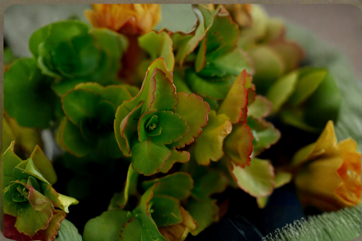 Calico Kitten Succulent in 2-Inch Pot - Variegated Crassula pellucida subsp. marginalis - Colorful Indoor/Outdoor Plant