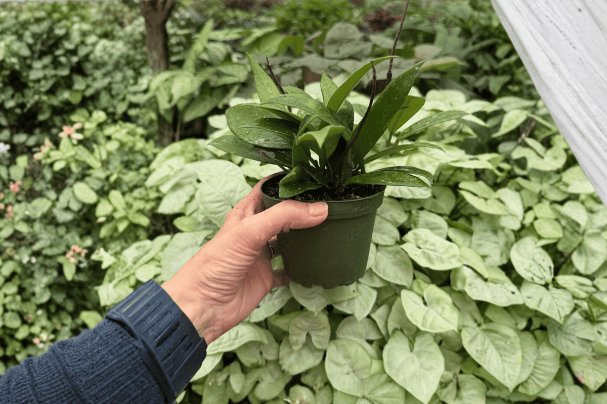 2 Live Hoya Parasitica 'Splash' Plants in 4-Inch Pots - Tropical Vining Houseplant - Hoya parasitica 'Splash'