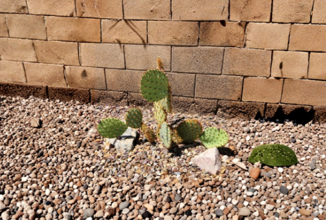 Opuntia Aciculata Cactus Pad Cutting – 1 Live Unrooted Chenille Prickly Pear for Propagation, Cactus Plant Care