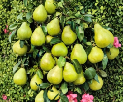 Kieffer Pear Tree Cuttings – 8 Unrooted Stem Cuttings for Propagation, Pyrus communis ‘Kieffer’, Cold Hardy Fruit Tree