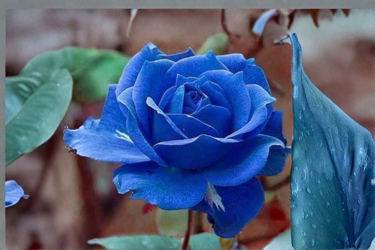 Midnight Blue Rose Seeds - 10 Fragrant Purple Flower Seeds for Indoor/Outdoor Garden - Rosa sp.