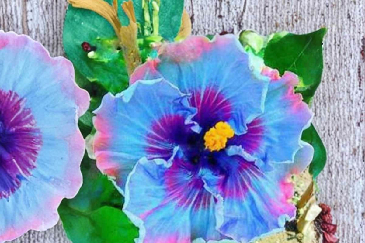 Giant Hibiscus Seeds - 6 Fresh Multi-Color Flower Seeds - Hibiscus rosa-sinensis - Tropical Garden Planting