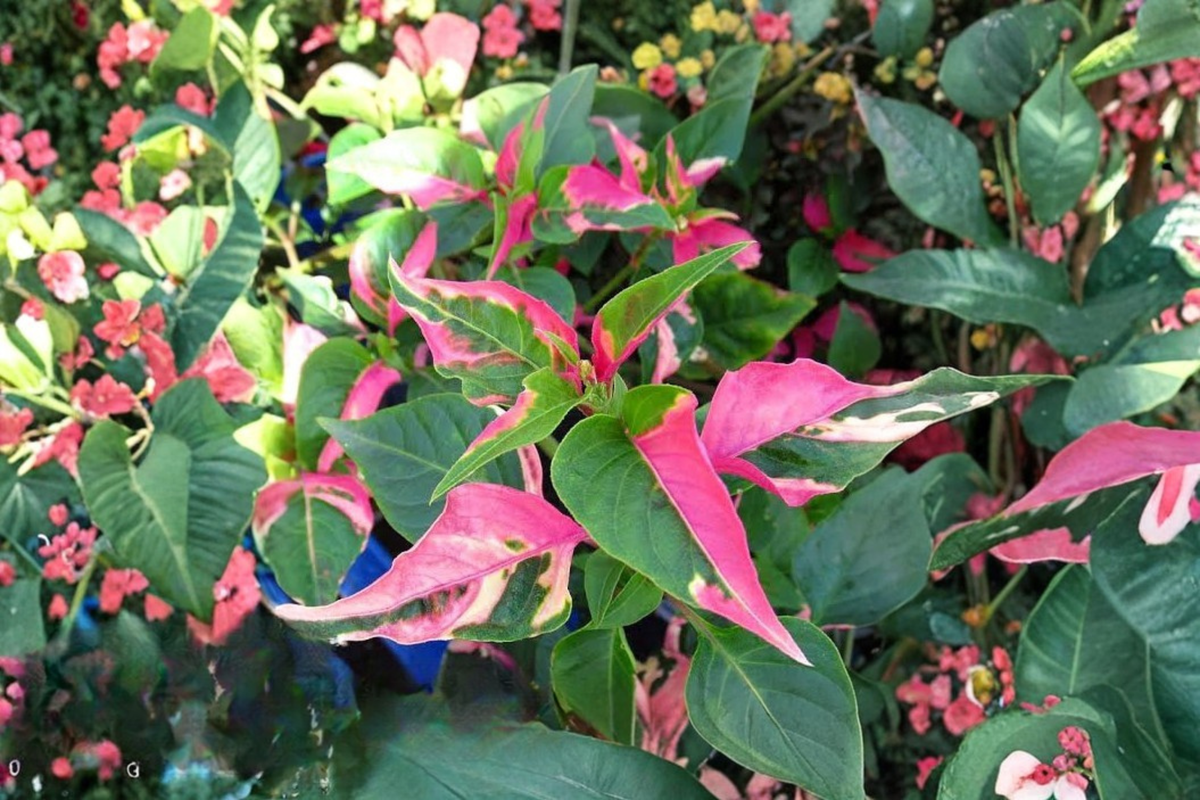 Alternanthera 'Party Time' Live Plant in 4" Pot - Colorful Pink & Green Tropical Houseplant - Alternanthera ficoidea