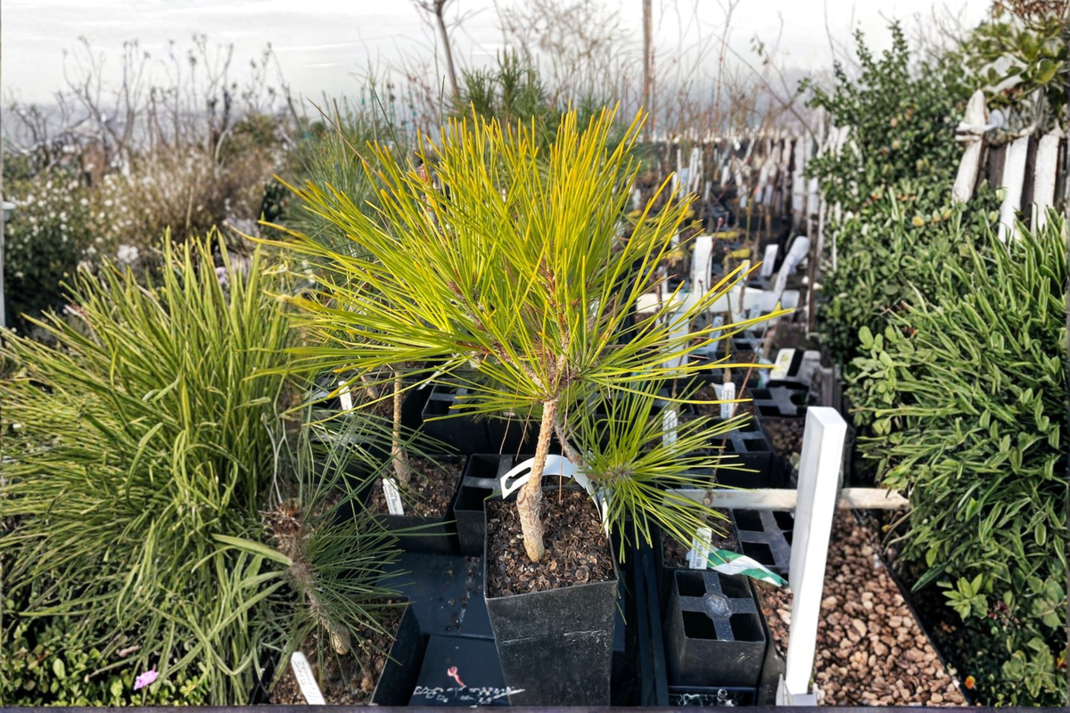 Aurea Japanese Red Pine 12 Inch Live Plant in 1 Gallon Pot - Pinus densiflora 'Aurea' Golden Needle Evergreen Conifer