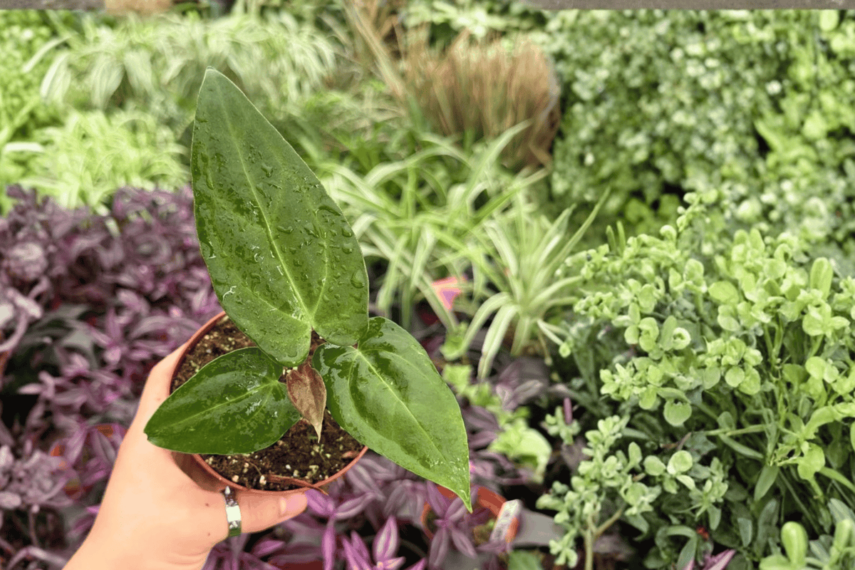 2 Anthurium FS x Ferrari Live Plants - 4” Pot - Tropical Hybrid Foliage - Anthurium hybrid