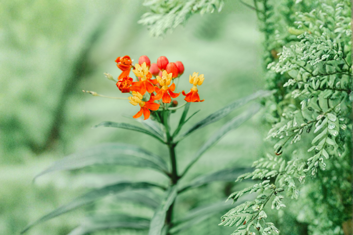 Apollo Orange Native Milkweed Starter Plant - Asclepias tuberosa - Monarch Butterfly Host - Pollinator Garden Essential