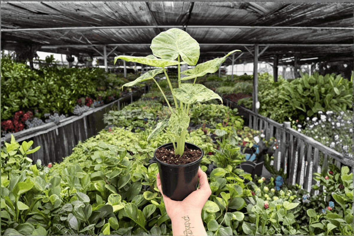 2 Alocasia odora 'Batik Snow' Variegated Live Plants in 4-Inch Pot - Unique Cream and Green Foliage Aroid Collection