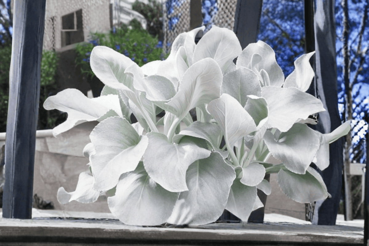 Angel Wings Senecio Live Plant, 4-Inch Pot, Ornamental Foliage, Senecio candicans ‘Angel Wings’ - Compact & Distinctive