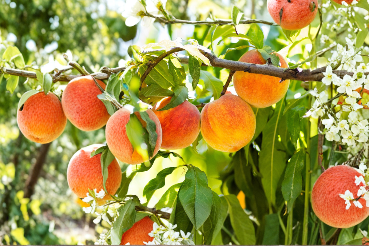 Nectar Peach Tree 4-6 Ft Live Fruit Tree - Smooth Skin Nectarine, Prunus persica, Garden Orchard Plant