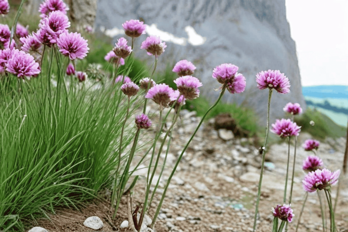 Thrift Sea Pink Live Plant - 4-Inch Pot - Armeria alliacea - Compact Ornamental Flowering Plant for Borders and Containers