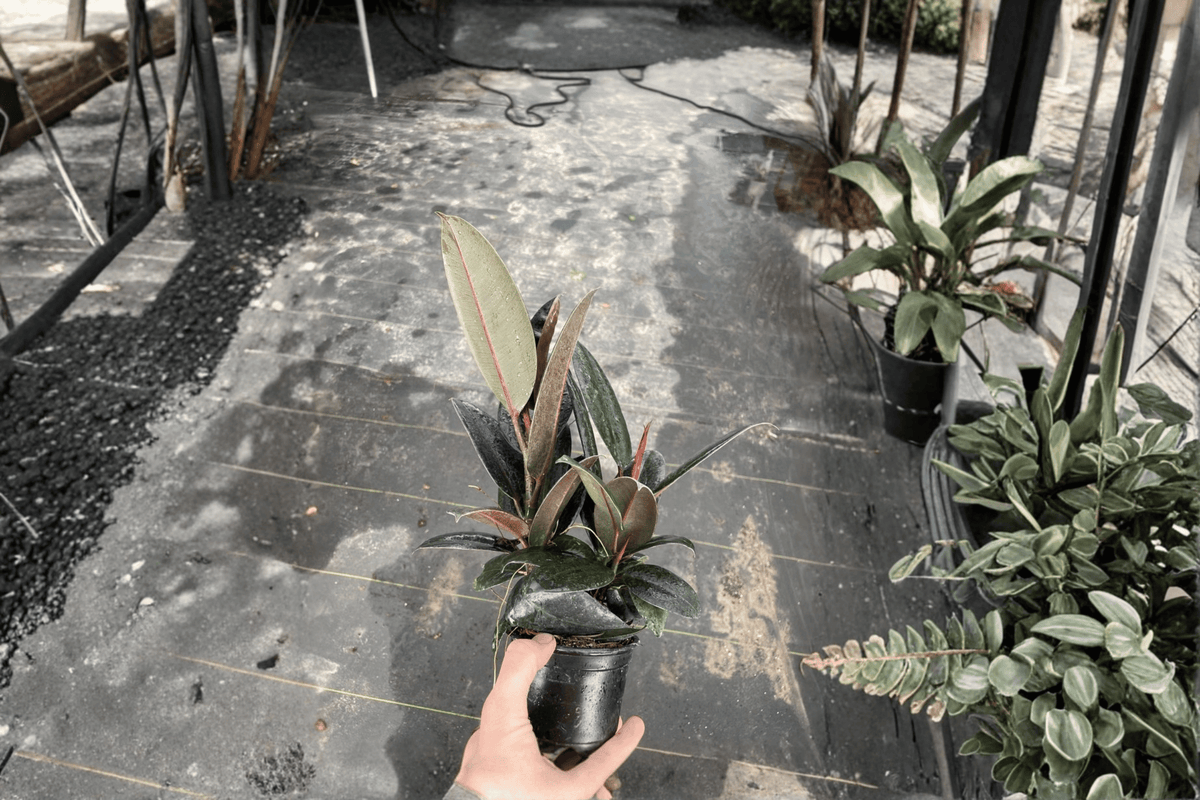 Burgundy Rubber Plant 2 Live Plants 4-Inch Pots Ficus elastica 'Burgundy' Deep Dark Foliage Indoor Ornamental Plant