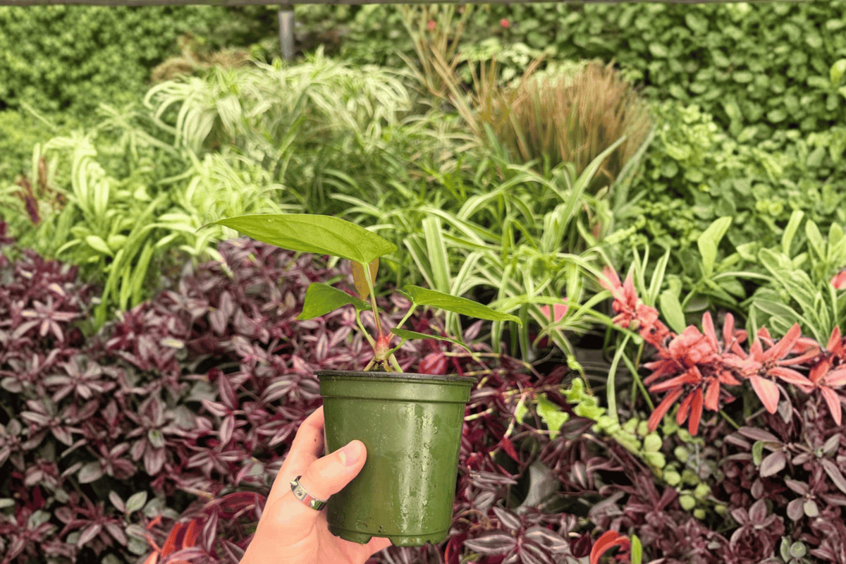 2 Exact Plant Anthurium Papillilaminum x Dressleri, 4" Pot Hybrid Aroid, Ornamental Foliage, Live Plants - Unique Specimens