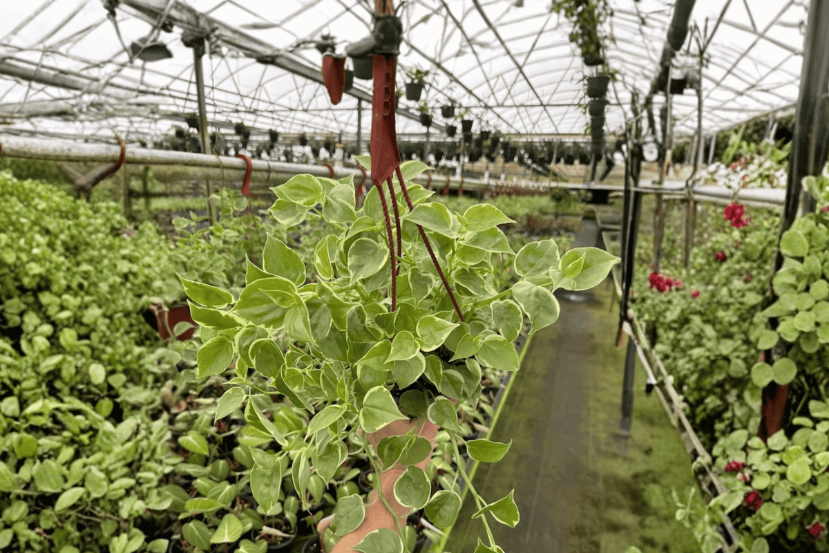 Peperomia Cupid Live Plants - 2 Pack in 6-Inch Hanging Baskets - Peperomia scandens - Trailing Tropical Foliage Plant