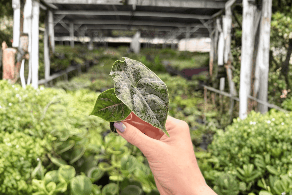 Alocasia Azlanii Starter Plants - 2 Exact Live Plug Plants - Alocasia azlanii - Tropical Aroid with Decorative Foliage