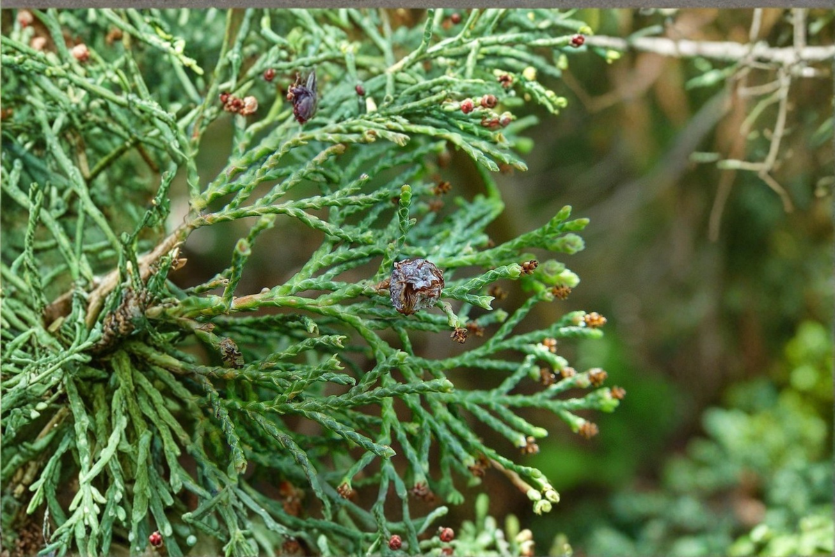 Dwarf Atlantic White Cedar Live Plant in 1 Gallon Pot - Chamaecyparis thyoides 'Little Jamie' - Native Evergreen Conifer
