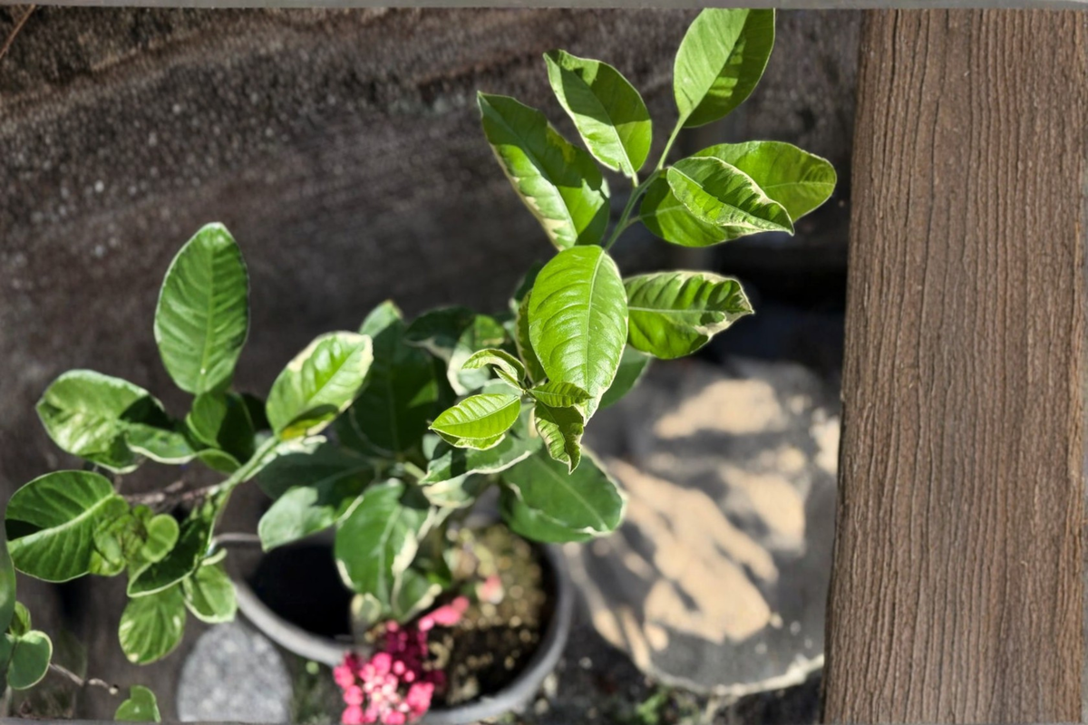 Variegated Pink Lemon Tree Starter Cutting - Citrus limon - Decorative Citrus Plant for Patio Garden and Container Growing