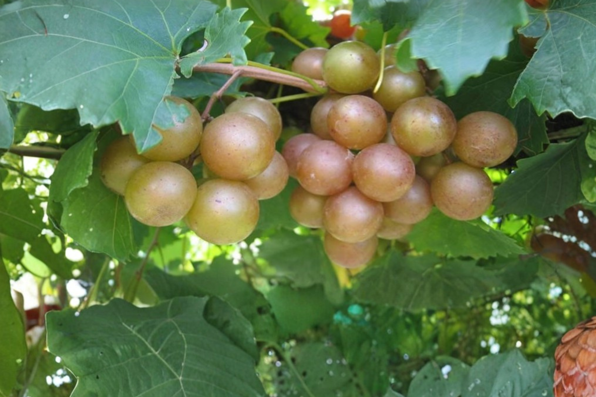 3 Gallon Scuppernong Muscadine Grape Vine Plant - Vitis rotundifolia ‘Scuppernong’ - Sweet Bronze Fruit for Home Garden