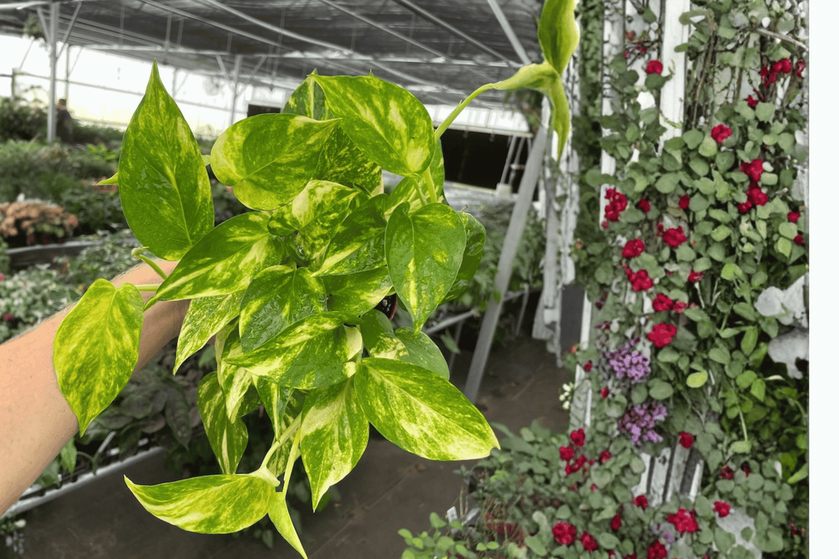 2 Golden Pothos Live Plants in 4-Inch Pots - Epipremnum aureum - Green Leaves with Golden Variegation - Easy-Care Houseplant