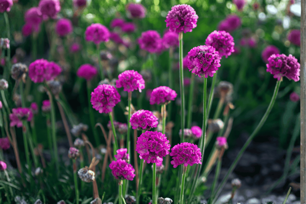 Nifty Thrifty Sea Thrift Plant, 4-Inch Pot, Ornamental Flowering Plant, Armeria maritima ‘Nifty Thrifty’