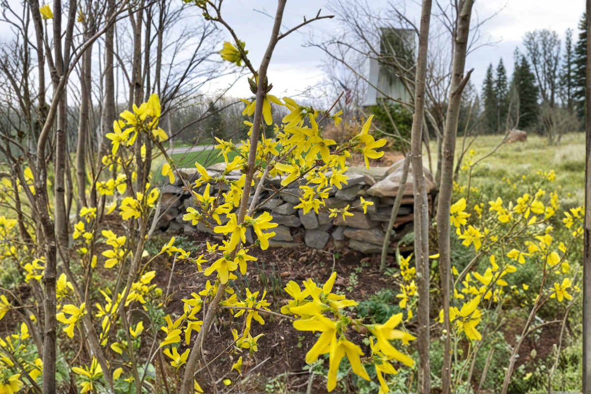Heirloom Forsythia Live Plant 1 Gallon Pot - Forsythia suspensa f. atrocaulis - Yellow Spring Flowering Shrub for Garden Landscape