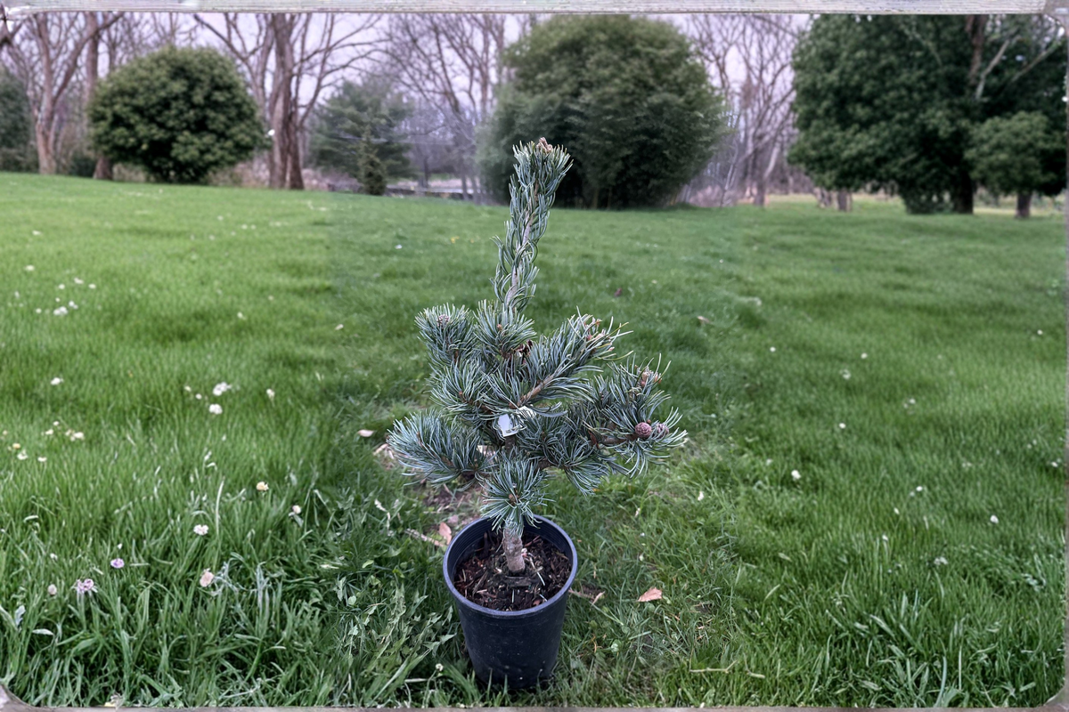 Japanese White Pine 'Koru' Live Plant 1 Gallon Pot - Compact Evergreen Conifer Tree - Pinus parviflora