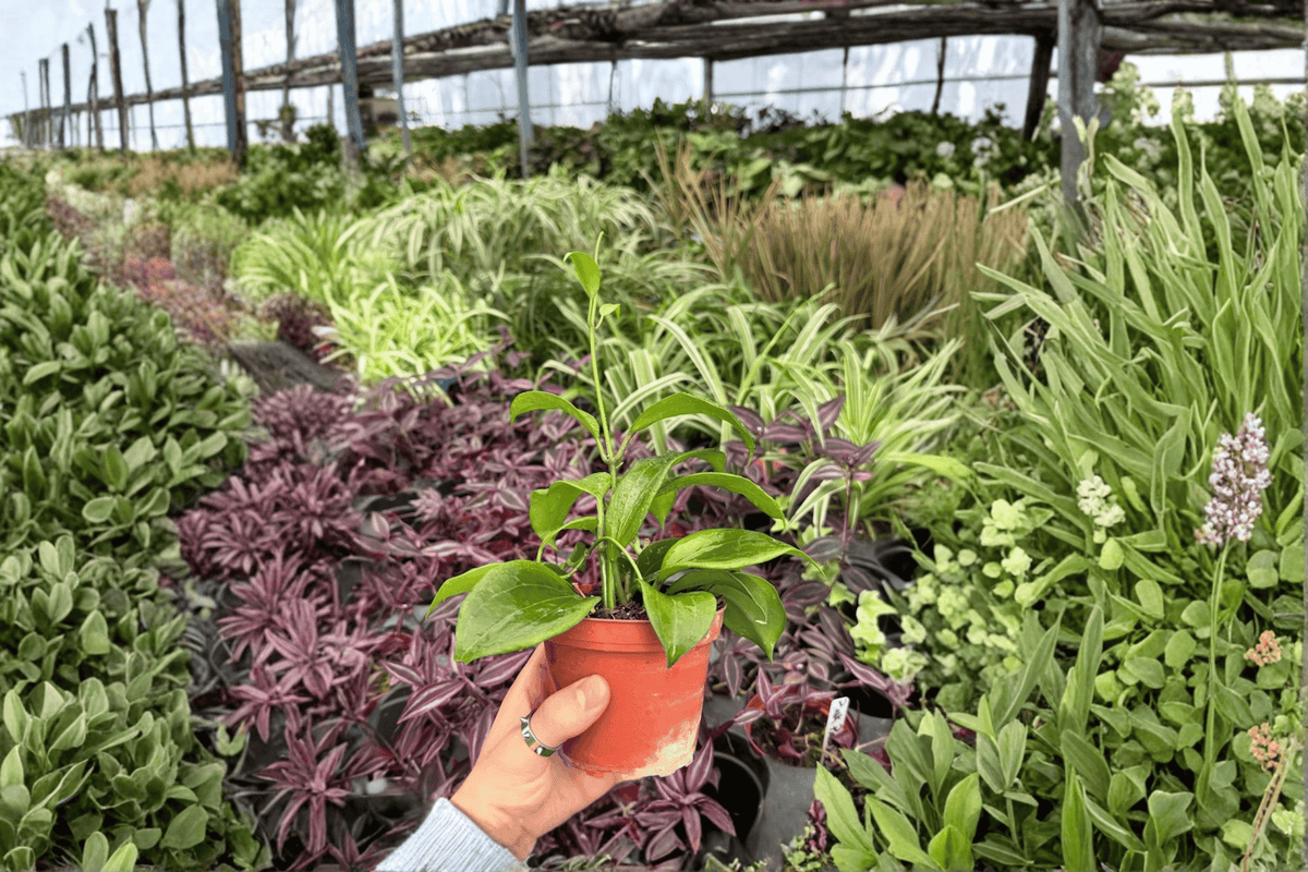 Hoya Quinquenervia Live Plants - 2 Exact 4-Inch Pots - Tropical Foliage Vine - Hoya quinquenervia - Ornamental Climbing Plant