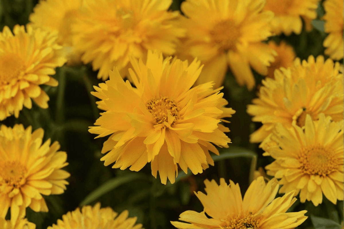 Live Plant - 4-Inch Pot - Double the Sun Tickseed - Coreopsis grandiflora ‘Double the Sun’ - Compact Ornamental Flowering Plant