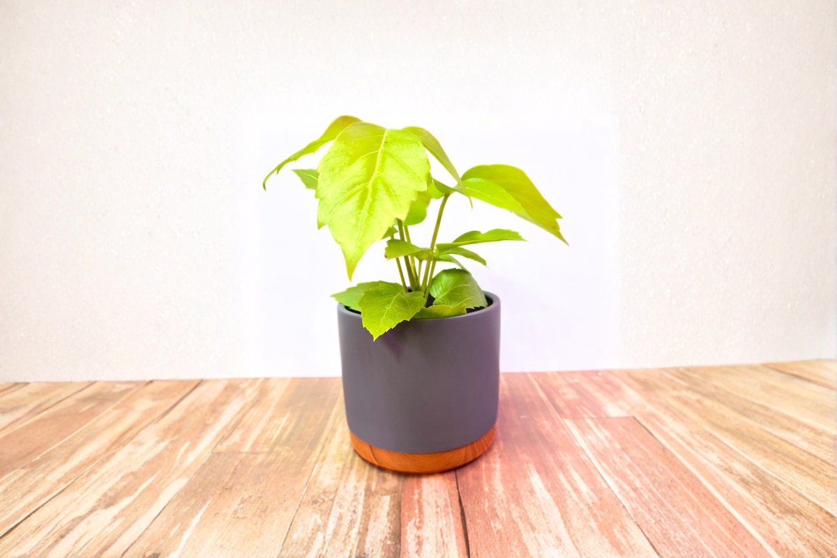 Two Toned Glazed Ceramic Planter Pot 5.5 Inch with Drainage Saucer for Houseplants and Flowers - Modern Indoor Decor