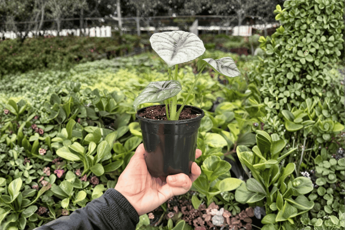 2 Live Alocasia 'White Dragon' Plants in 4-Inch Pots - Alocasia (Silver Dragon × Nebula Hybrid) with Textured Silver Foliage