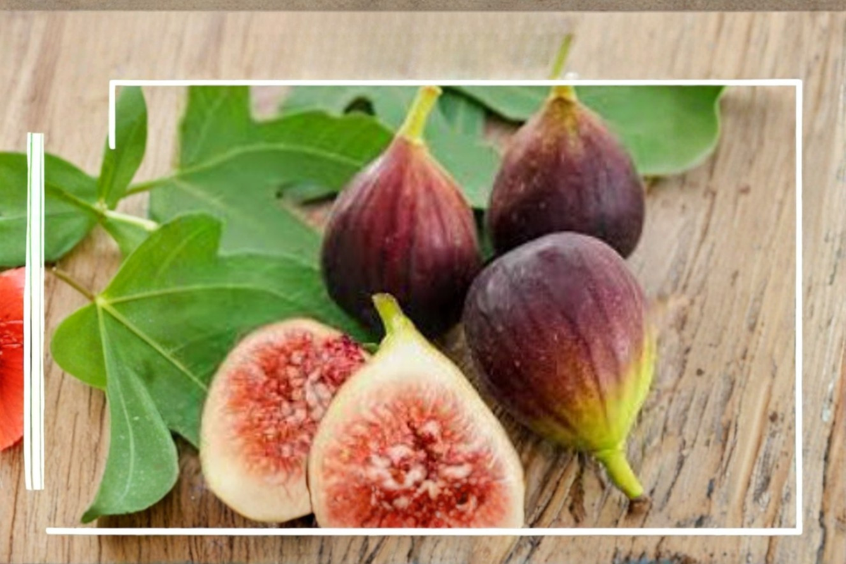 Giant Fig Seeds Pack - 100 Rare Sweet Fruit Seeds - Ficus carica - Tropical Garden Planting