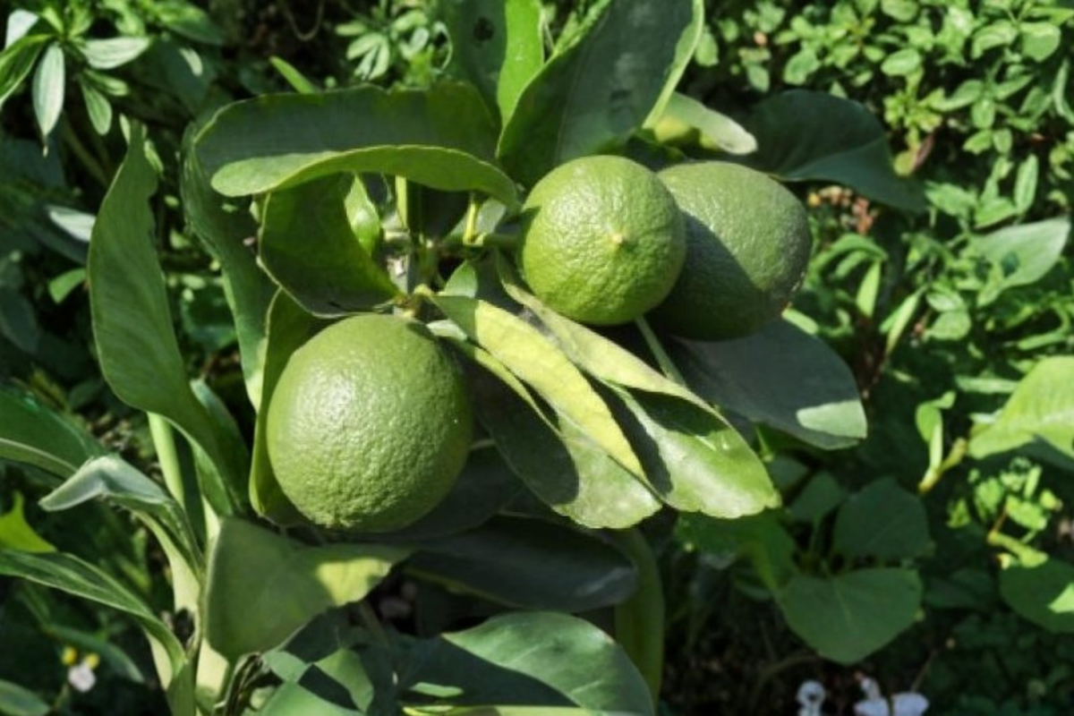 Persian Lime Tree Live Plant 3 Gallon Citrus Tree Citrus × latifolia - Fruit Bearing Container Garden Plant