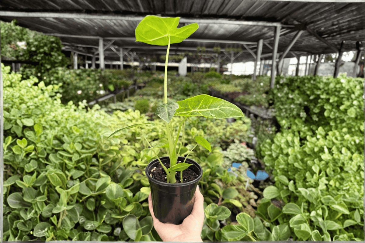 Alocasia Frydek Live Plants - 4-Inch Pots - Alocasia micholitziana 'Frydek' - 2 Exact Tropical Aroid Plants with Velvety Foliage