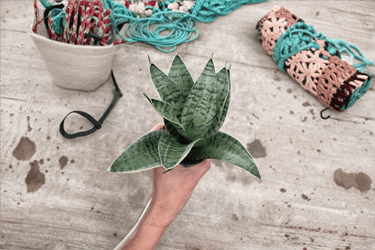 Sansevieria Star Power Live Plants - 2 Bare Root Snake Plants - Dracaena 'Star Power' - Indoor Houseplant Collection