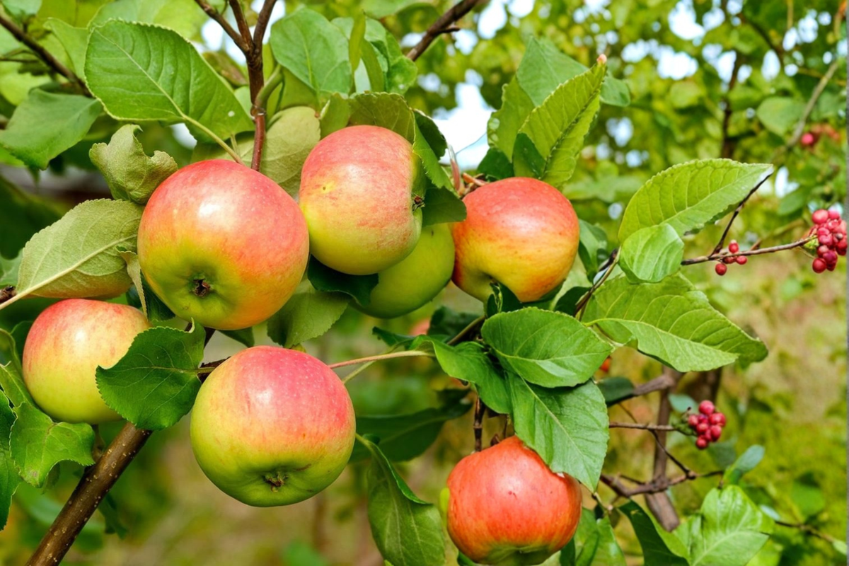 Anna Apple Tree Live Plant 4-6 FT Sweet Fruit Tree Malus domestica for Backyard Garden Warm Climate