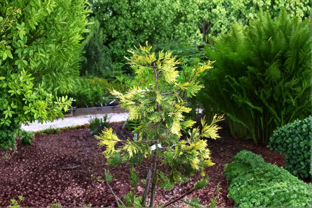 Maupin Glow Incense Cedar Live Plant 12 Inch Golden Evergreen Conifer - Calocedrus decurrens in 1 Gallon Pot for Garden