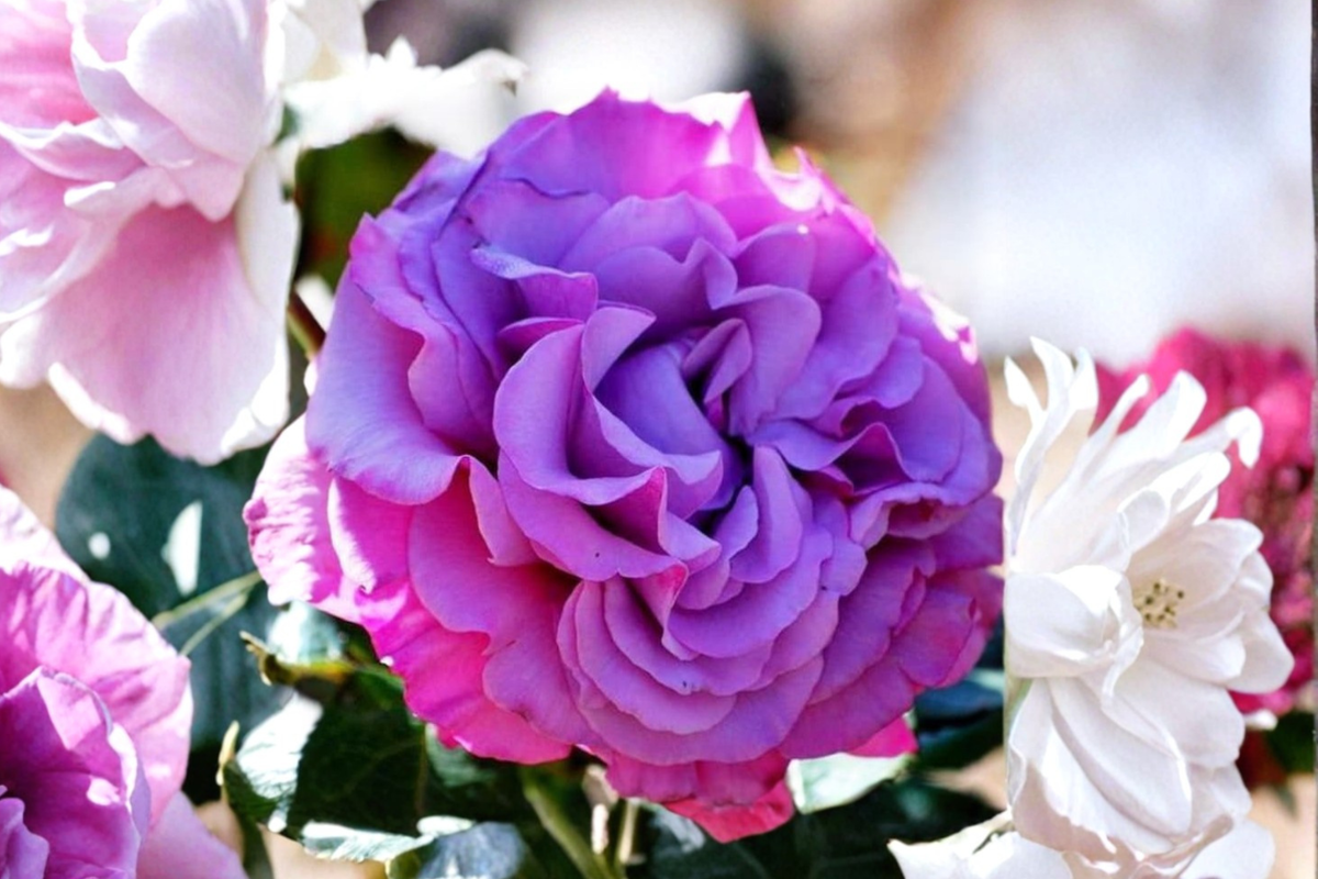 Hybrid Purple Rose Seeds - 3 Pack, Fragrant Flowering Plant for Indoor/Outdoor Garden, Rosa sp.