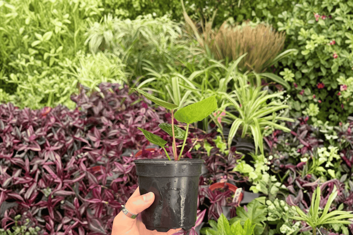 2 Live Anthurium Plants in 4" Pot – Dressleri x Papillilaminum 'Red Sinus' Hybrid – Ornamental Aroid Foliage – Exact Specimens
