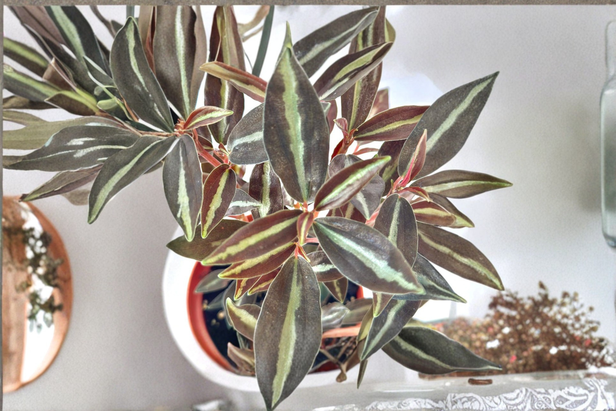 Peperomia Metallica Live Plant 4 Inch Pet Safe Tropical Houseplant | Easy Care Indoor Plant for Home Decor | Peperomia metallica