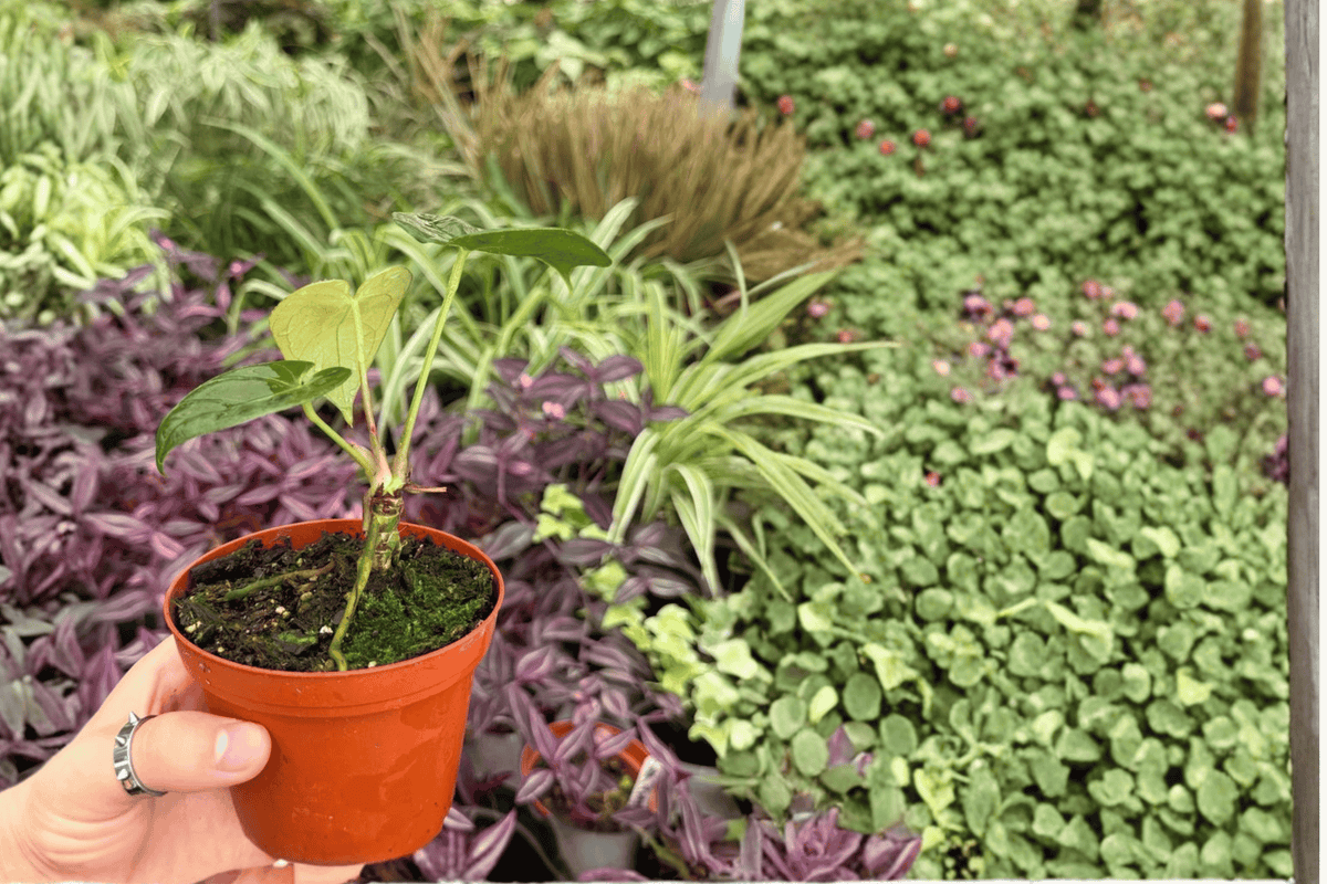 Anthurium Live Plants 4" Pot, Legend × Besseae Hybrid, Tropical Foliage, Anthurium hybrid