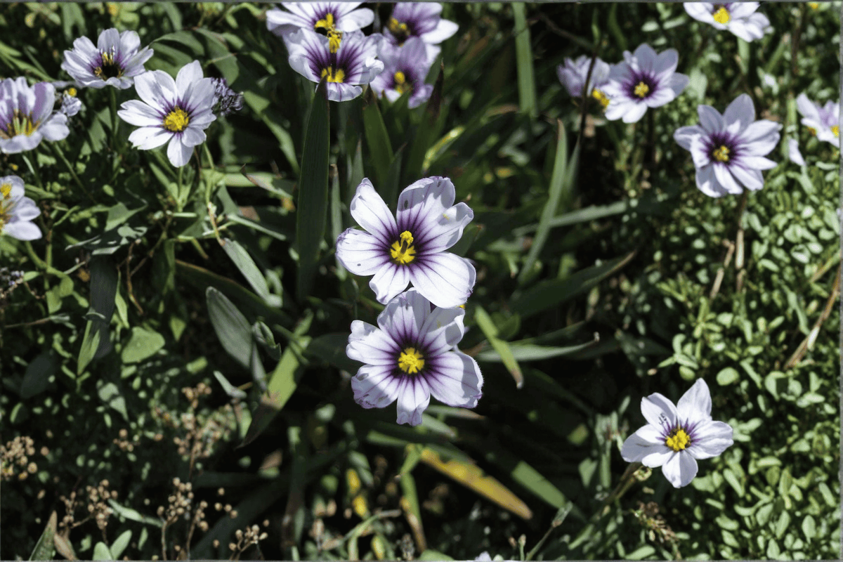 Dwarf Blue-Eyed Grass Plant - 4-Inch Pot - Sisyrinchium bellum 'Nanum' - Compact Ornamental Perennial for Gardens and Containers