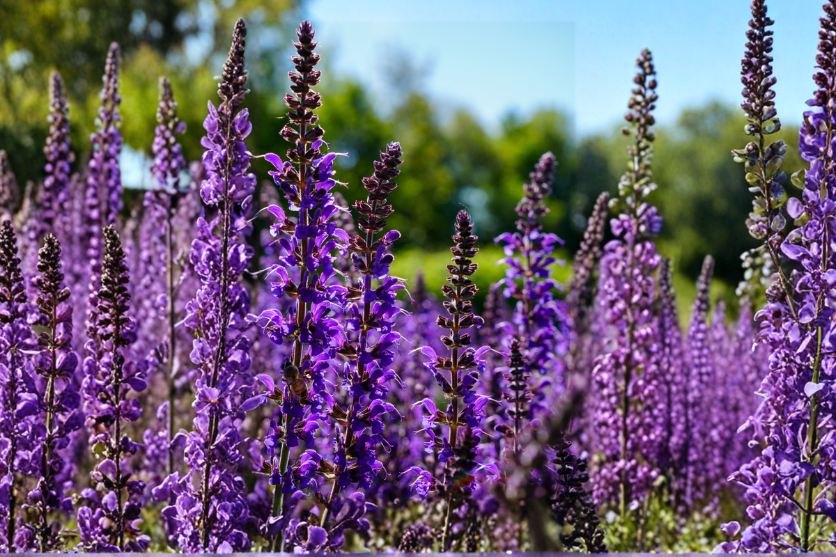 Caradonna Salvia Live Plants - 3 Rooted Starters in 1 Qt Pots, Deep Purple Perennial Flowers, Salvia nemorosa