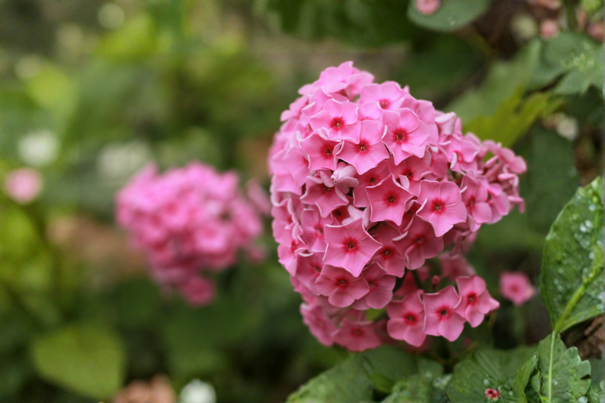 Garden Phlox Starter Plant - 2.5 x 3.5-Inch Pot - Coral Crème Drop - Phlox paniculata - Perennial Flowering Plant