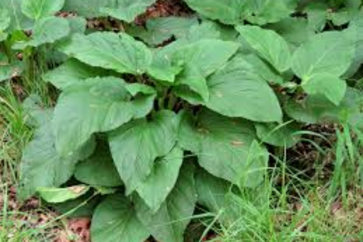 Skunk Cabbage Bare Root Live Plant - Symplocarpus foetidus - Freshly Harvested Native Perennial for Wetland Gardens
