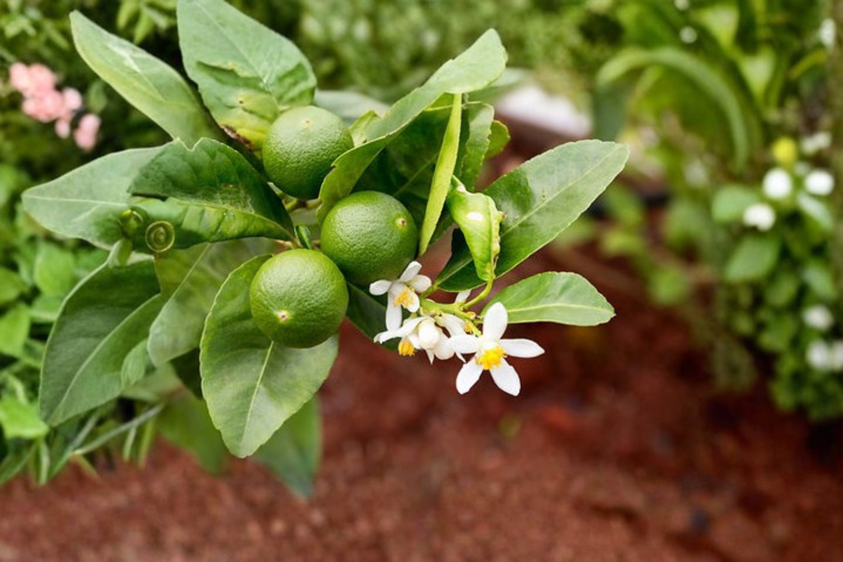 Key Lime Tree Live Plant 3 Gallon Citrus Tree, Citrus aurantiifolia, Fruit Bearing for Garden & Patio Container
