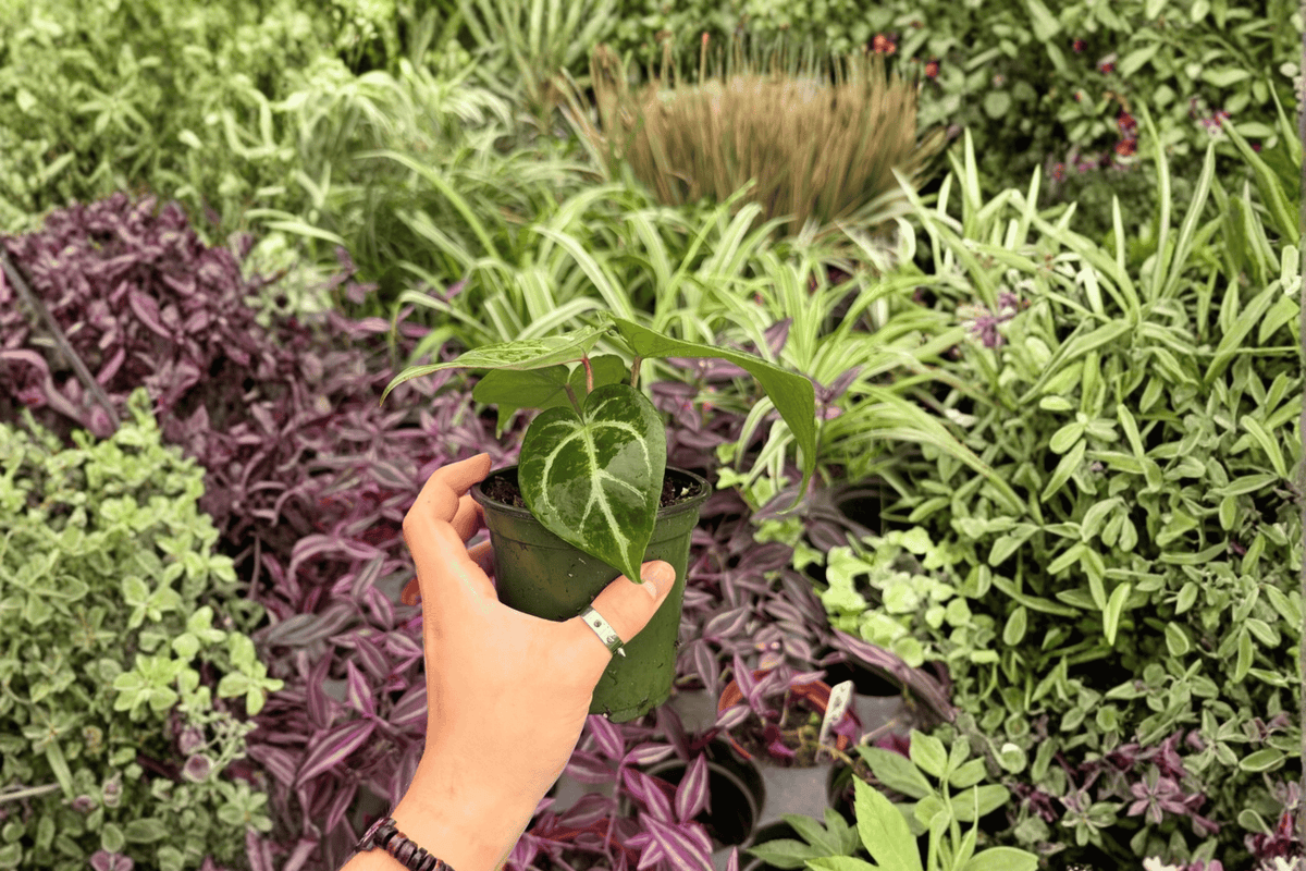 Anthurium Hoffmannii × Red HU Live Plants - 4-Inch Pots - Tropical Foliage Hybrid - Anthurium Hybrid